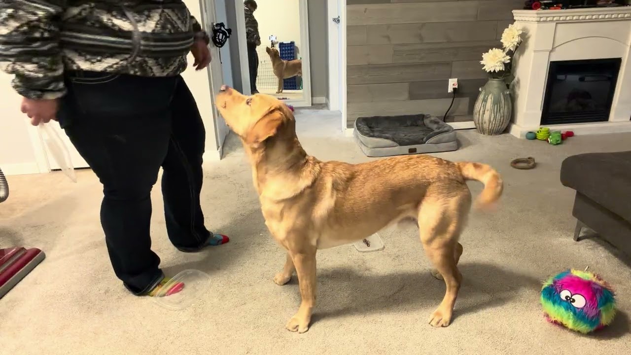 1/6/2026 Handler Scent Discrimination 