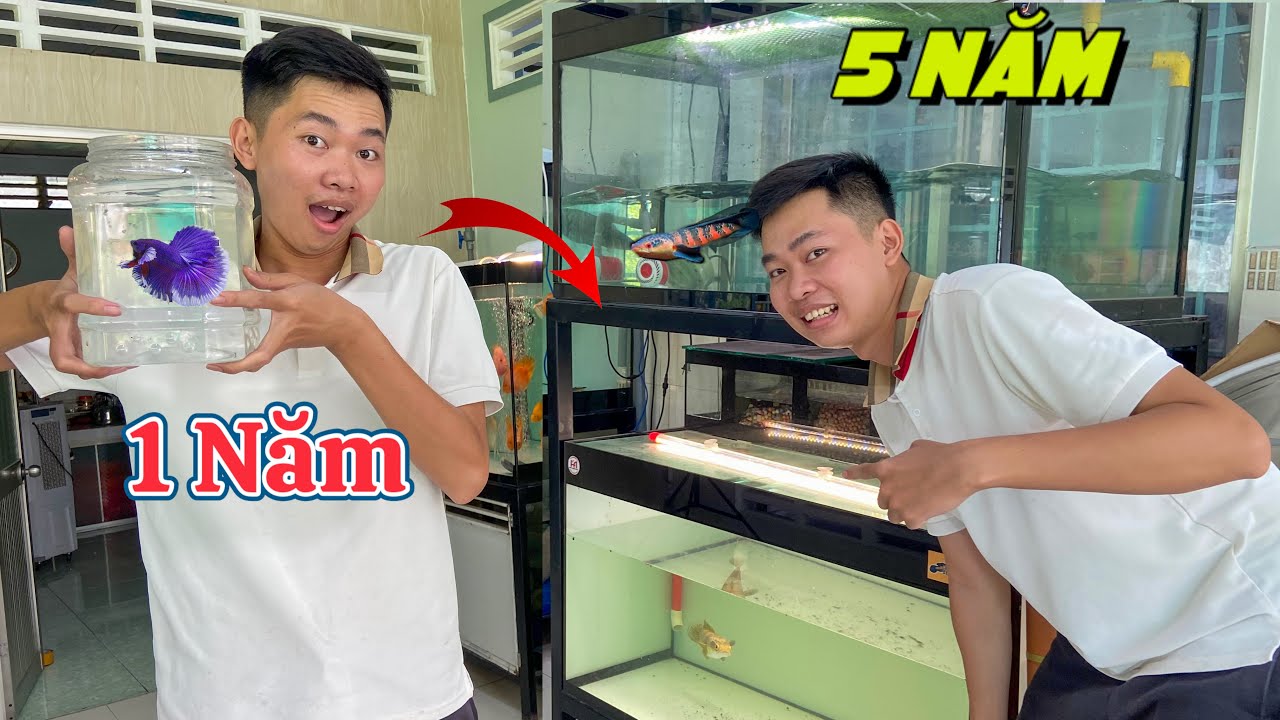 Hành Trình 5 Năm Chơi Cá Betta Đến Chơi Cá Lóc Của Thịnh Đạt