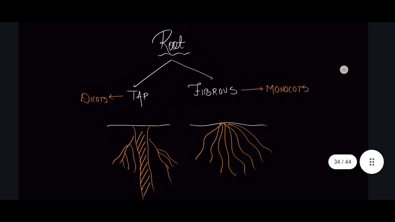Diversity notes and DPP 