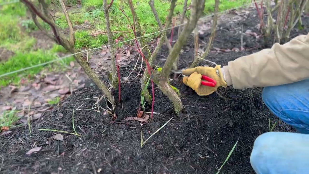 How to prune your blueberry bush