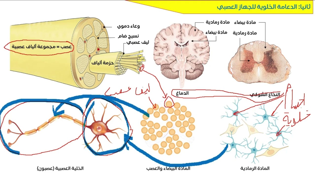 ملخص التنسيق العصبي