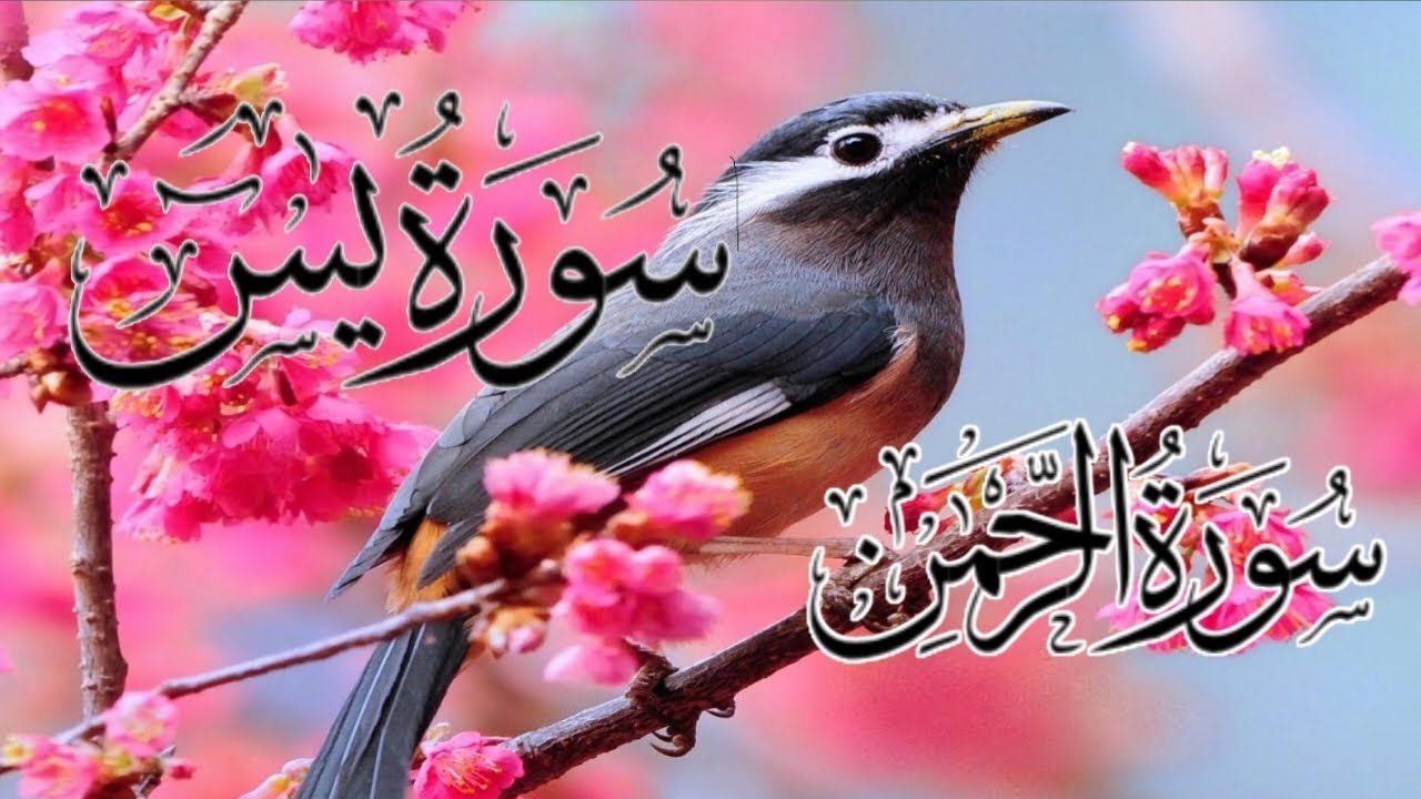 Surah Yasin. Yaseen Shareef .beautiful recitation quran tilawat  Episode |0129|