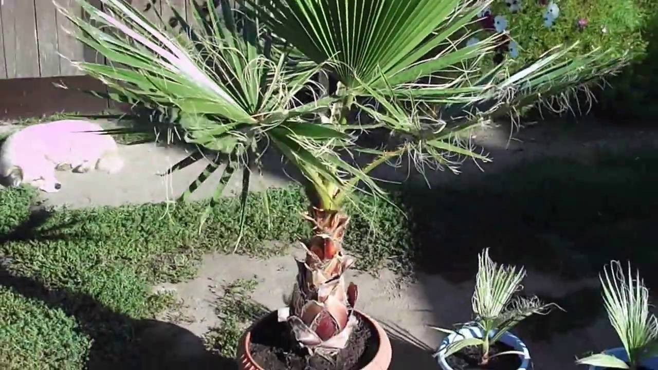 Washingtonia robusta/filifera