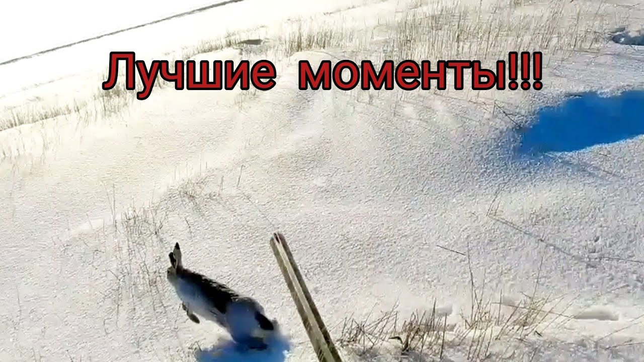 охота на зайца 