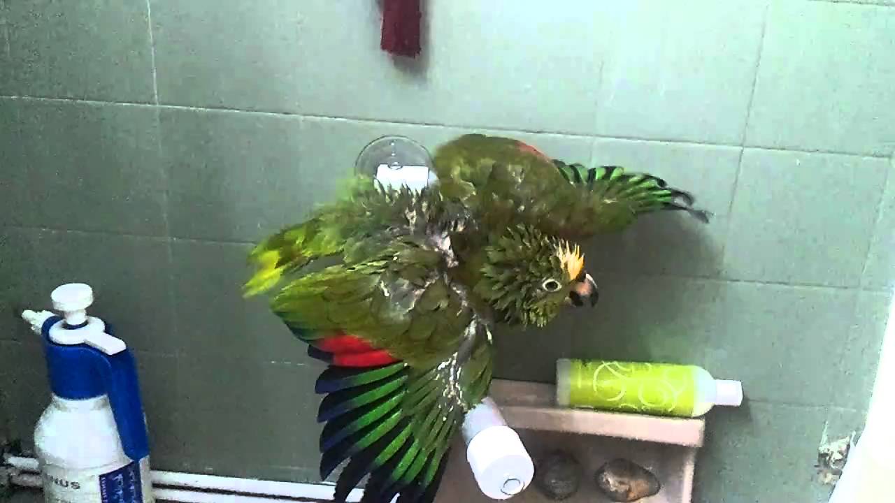 Sunshine the yellow crowned amazon parrot enjoying a shower