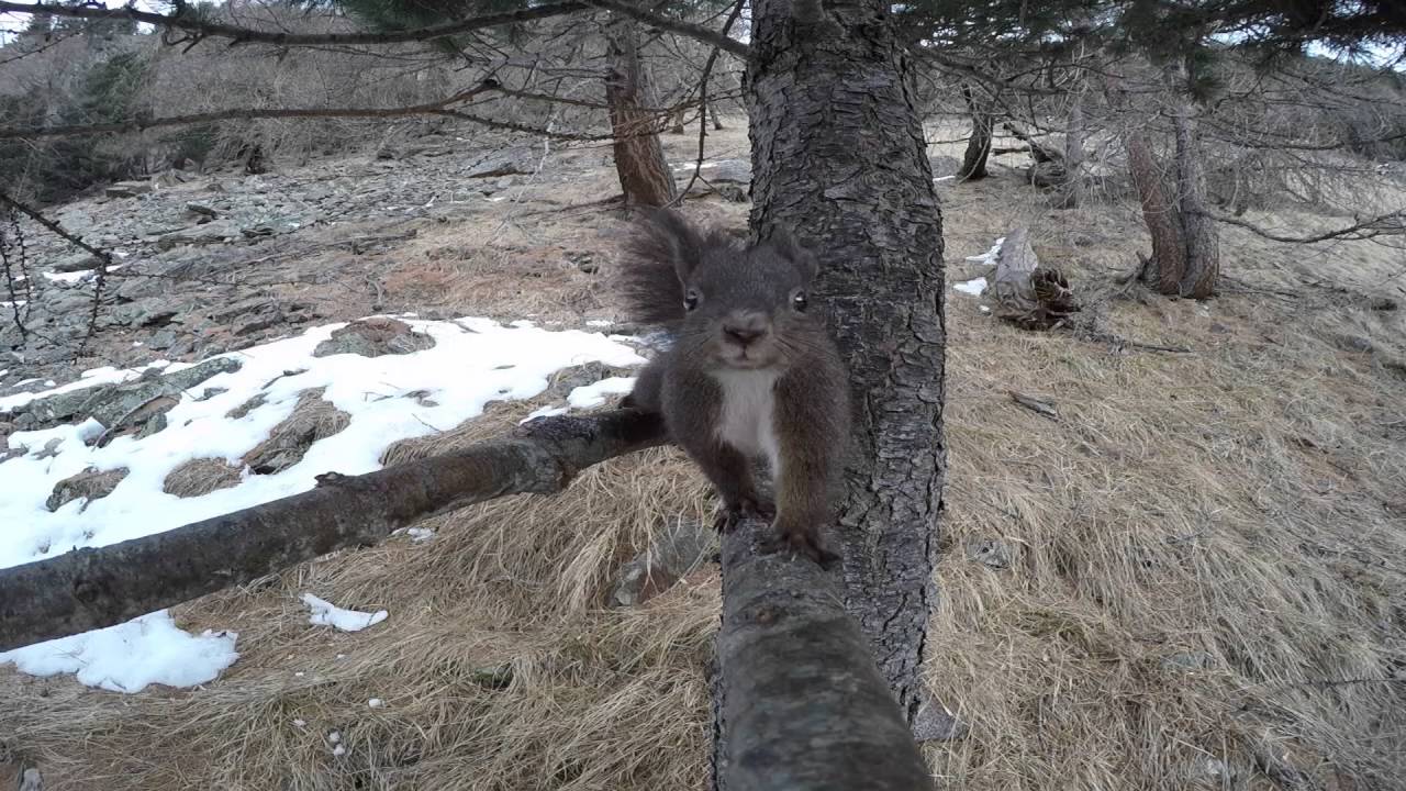 Video Scoiattolo GoPro in Val di Sole Trentino