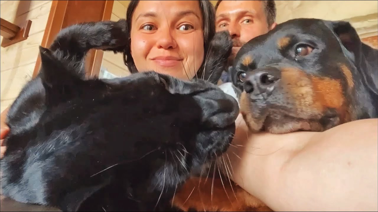 У пантеры Луны и семьи 2 миллиона друзей 🥺❤️🥳🎉