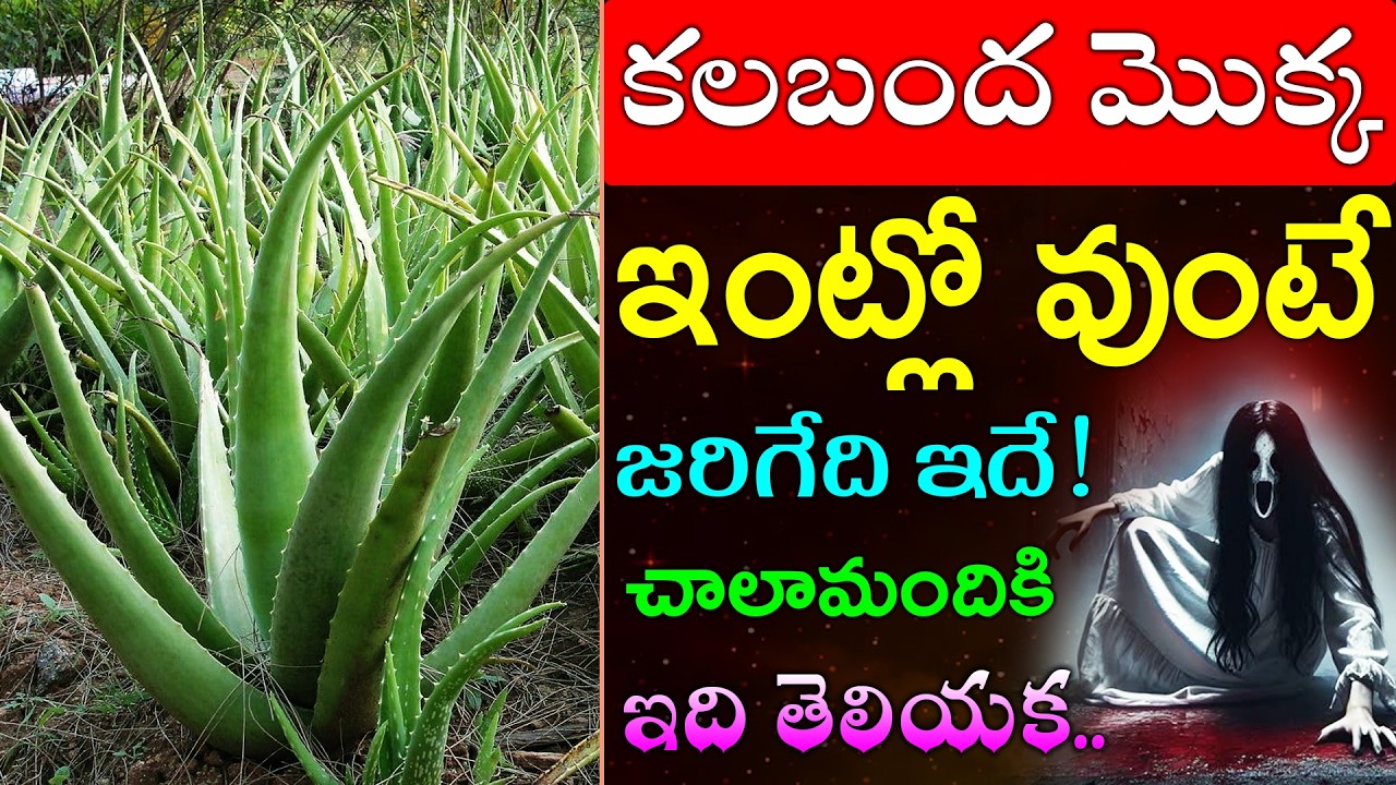 కలబంద మొక్క ఇంట్లో వుంటే జరిగేది ఇదే!చాలామందికి ఇది తెలియక ..
