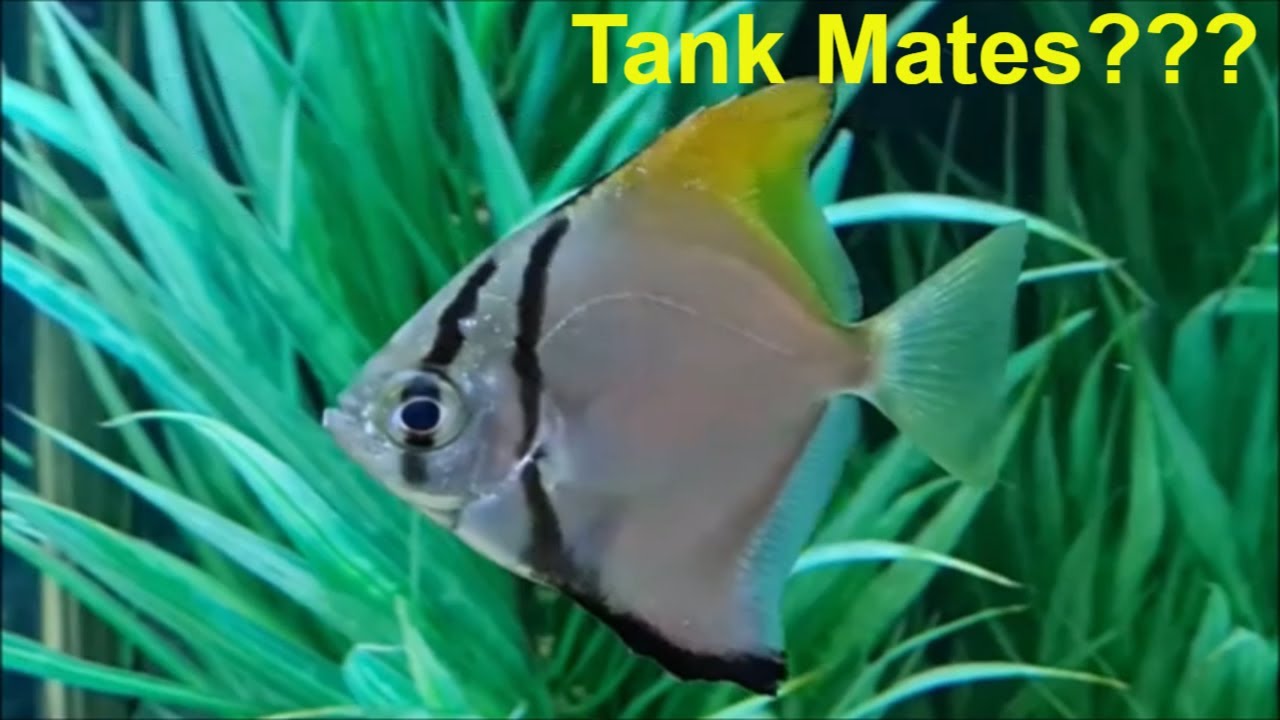 Mono fish tank mates - fish you can have with Mono fish / Mono argentus / Monodactylus argenteus