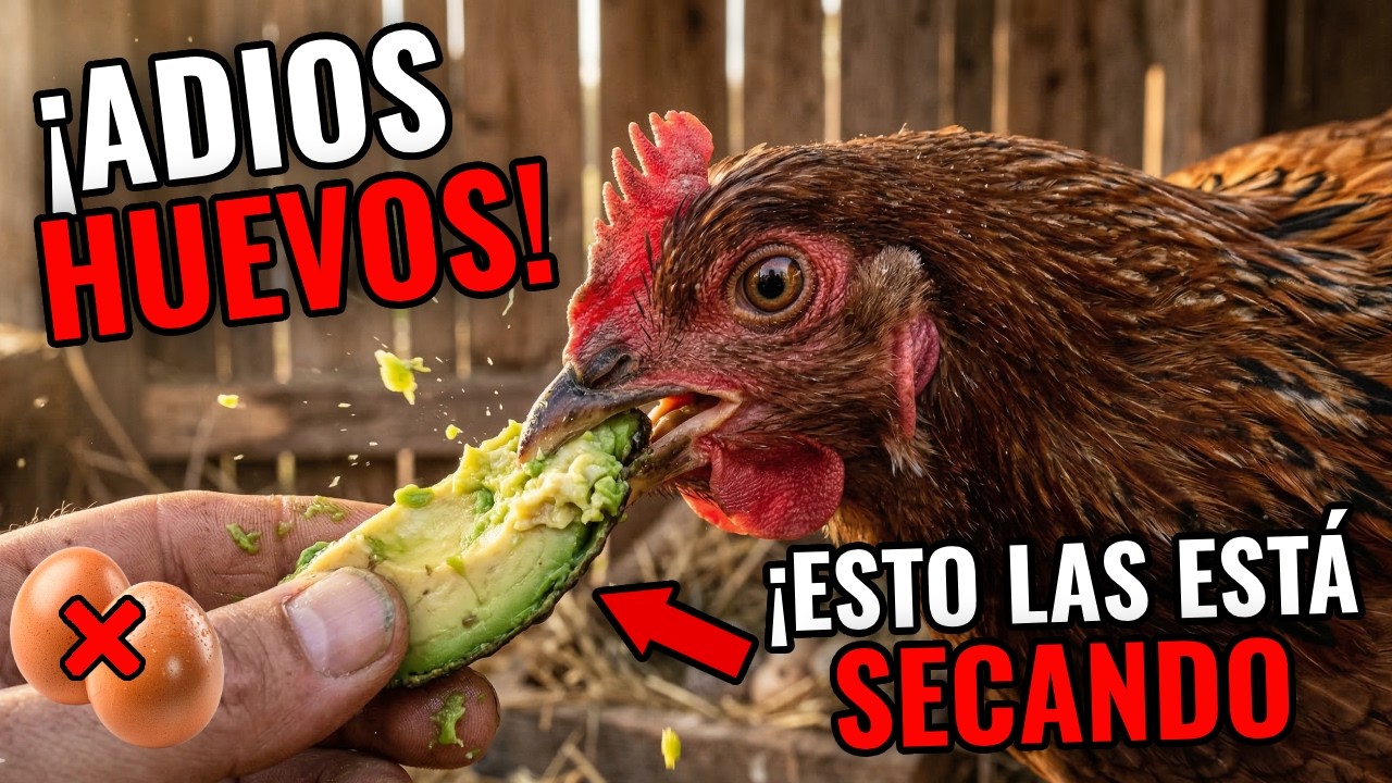 ¡CUIDADO! Estos alimentos están SECANDO a tus gallinas (Y no lo sabes)