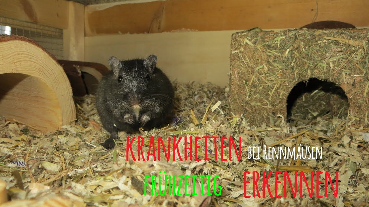 Krankheiten bei Rennmäusen erkennen 🐭❤ MyGerbilsWorld