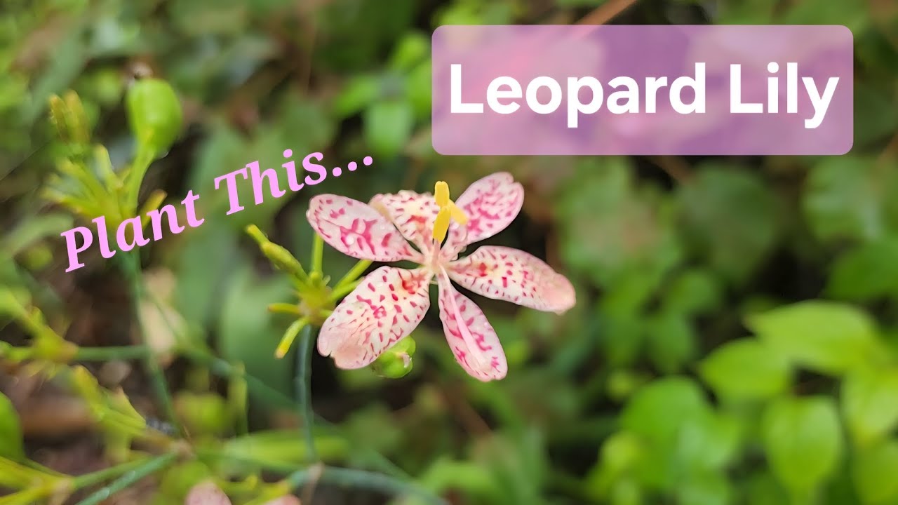 Plant This... Leopard Lily, Iris domestica 