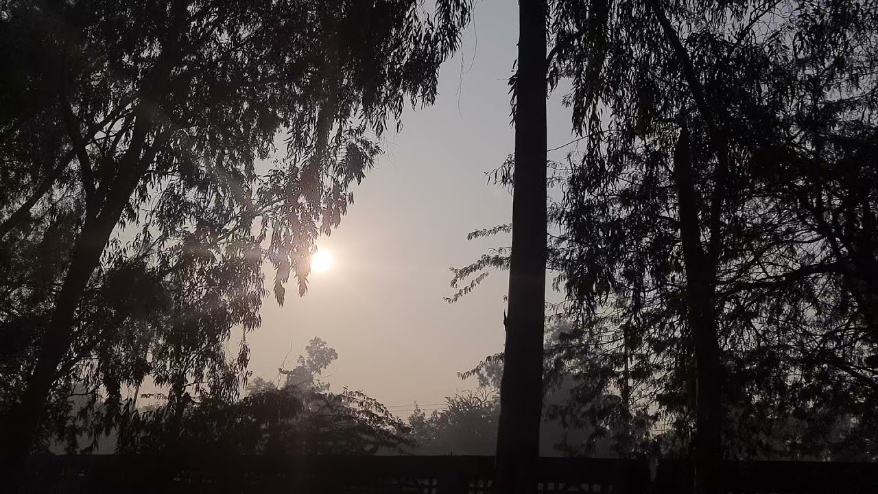 HD Virtual Forest Sunset Footage | Forest No Copyright Video For Free | Royalty Free Stock Video