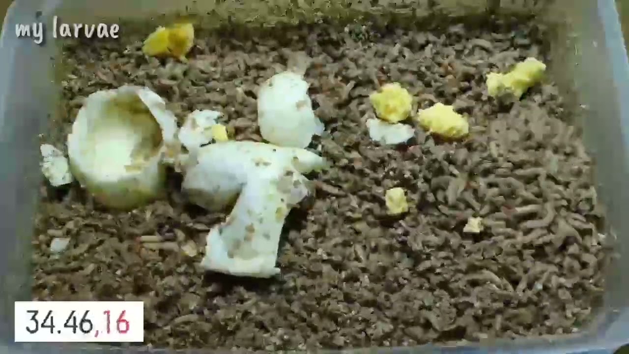 larvae vs 2 eggs