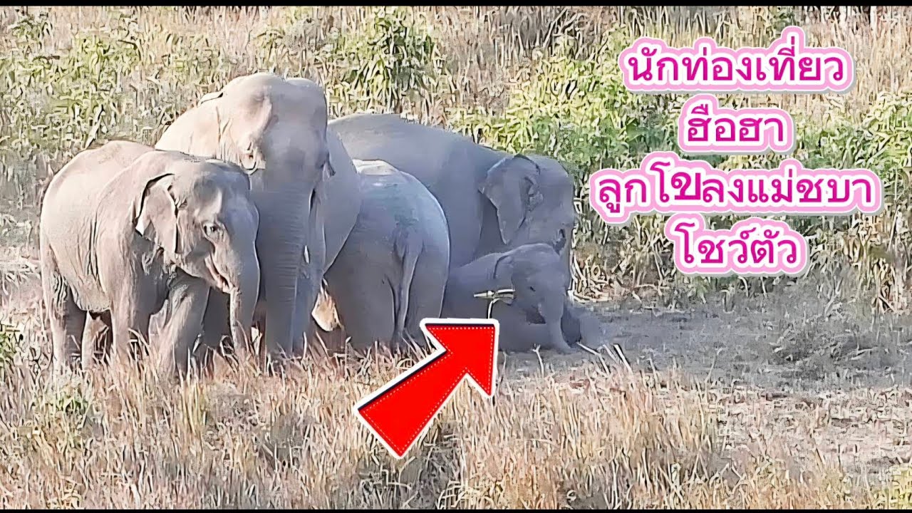 ชื่นใจกันทั้งป่า ลูกโขลงแม่ชบาโชว์ตัว (มีลูกช้างเกิดใหม่ด้วย)