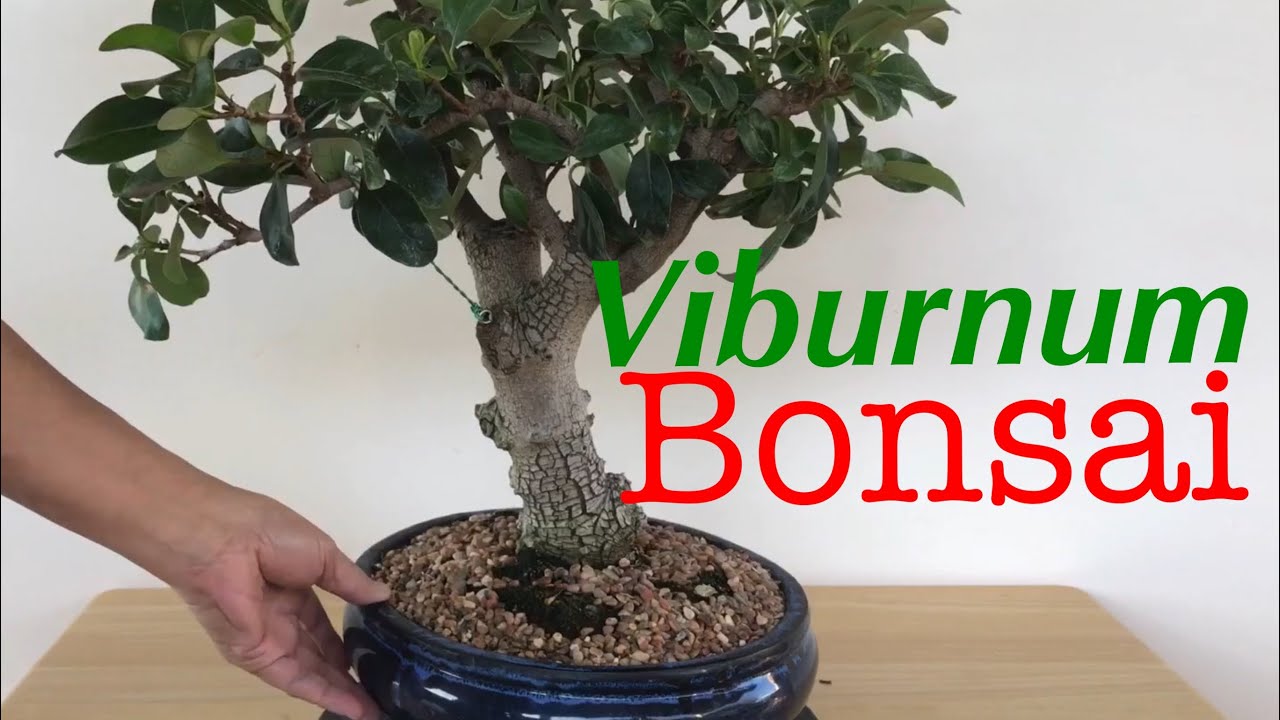 Bonsai - Viburnum Blackhaw, Japanese Viburnum and Viburnum Tinus Nov 2019