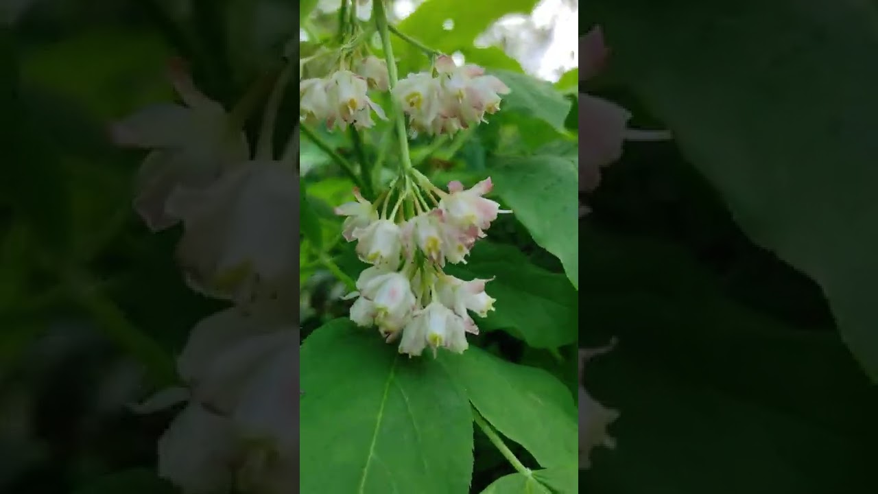 kłokoczka południowa #shorts