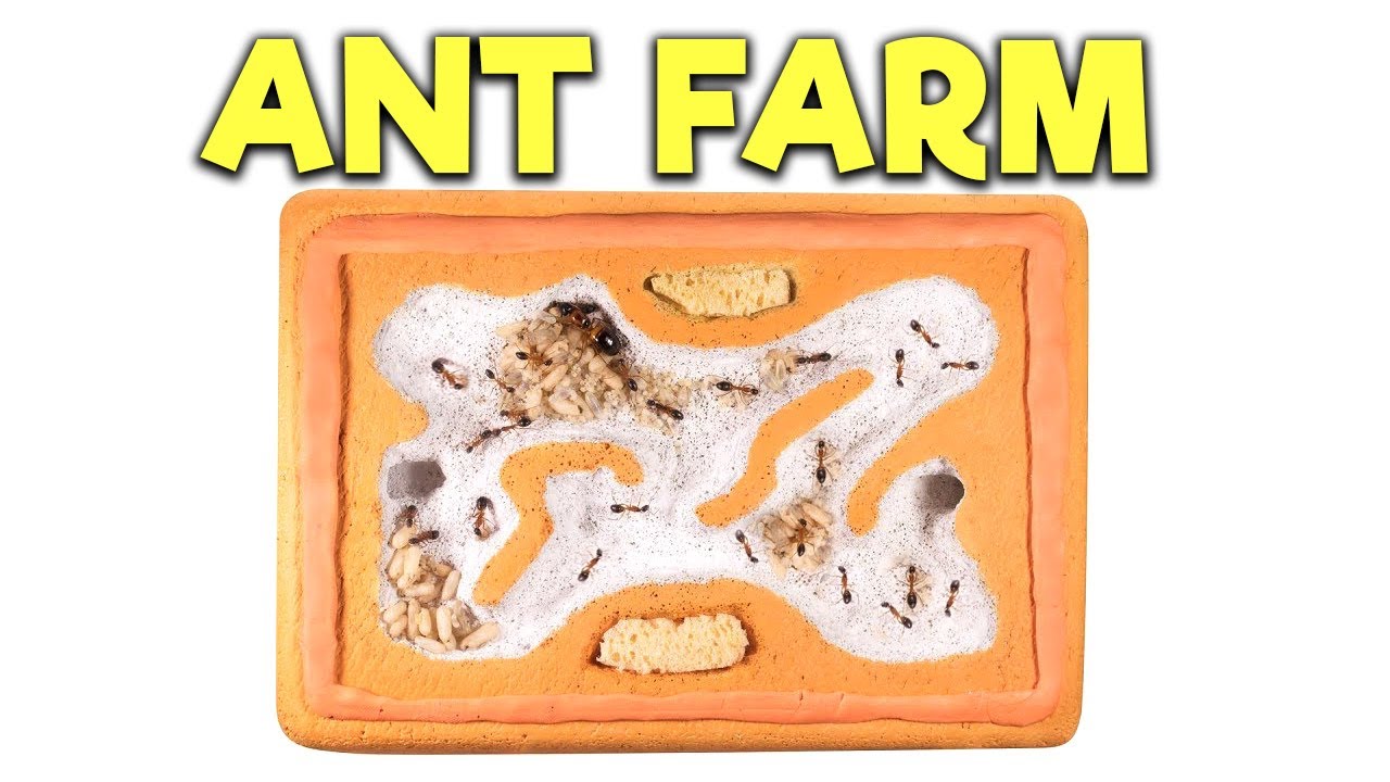 How to Build an Ant Nest | Modular Concrete Formicarium