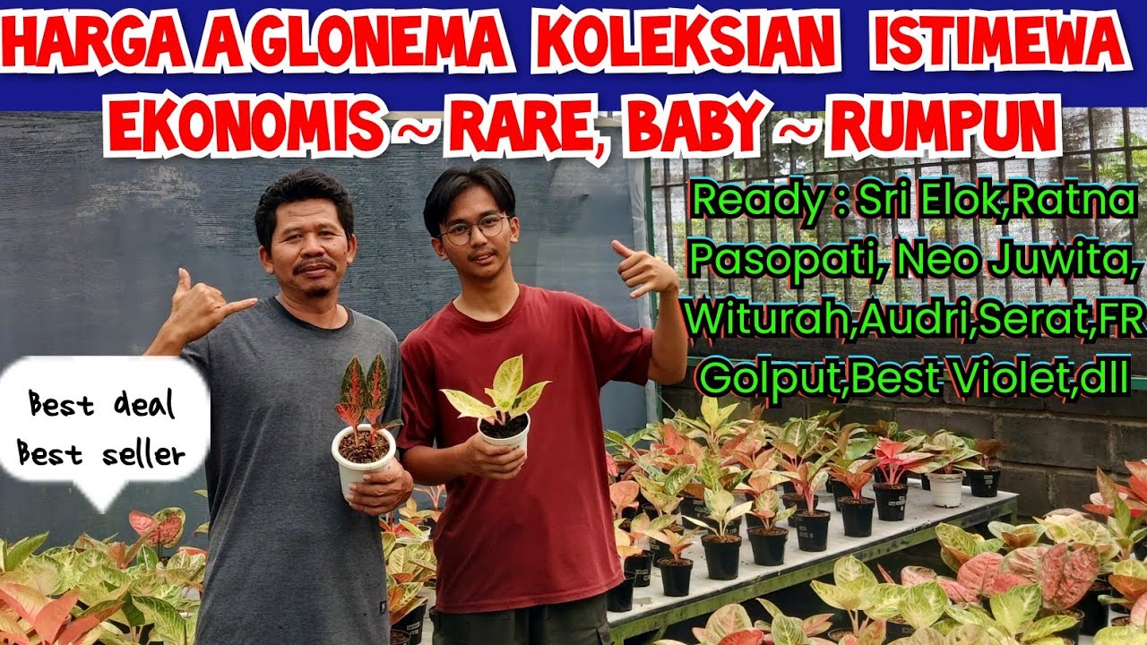 Istimewa!! Harga aglonema koleksian, ekonomis ~ rare item, baby ~ rumpun|