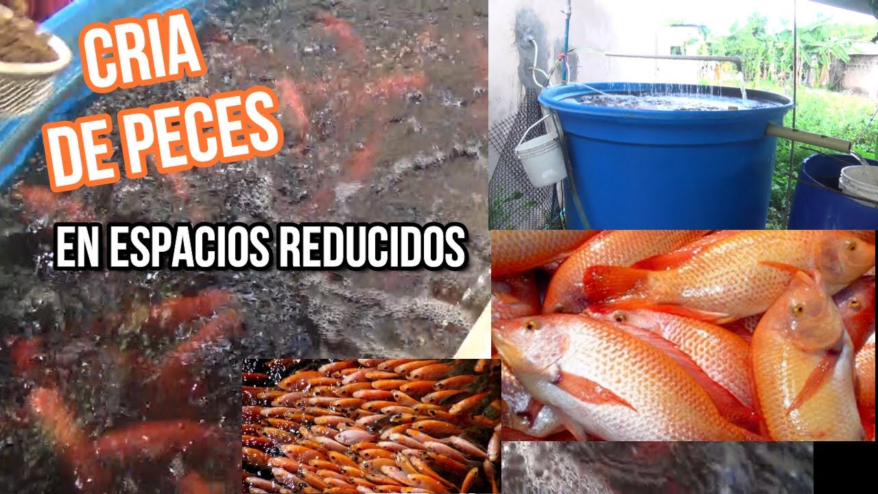 CRIA MAS DE 200 PECES // TILAPIA o pargo rojo en ESTANQUE PEQUE&Ntilde;O usando una t&eacute;cnica innovadora