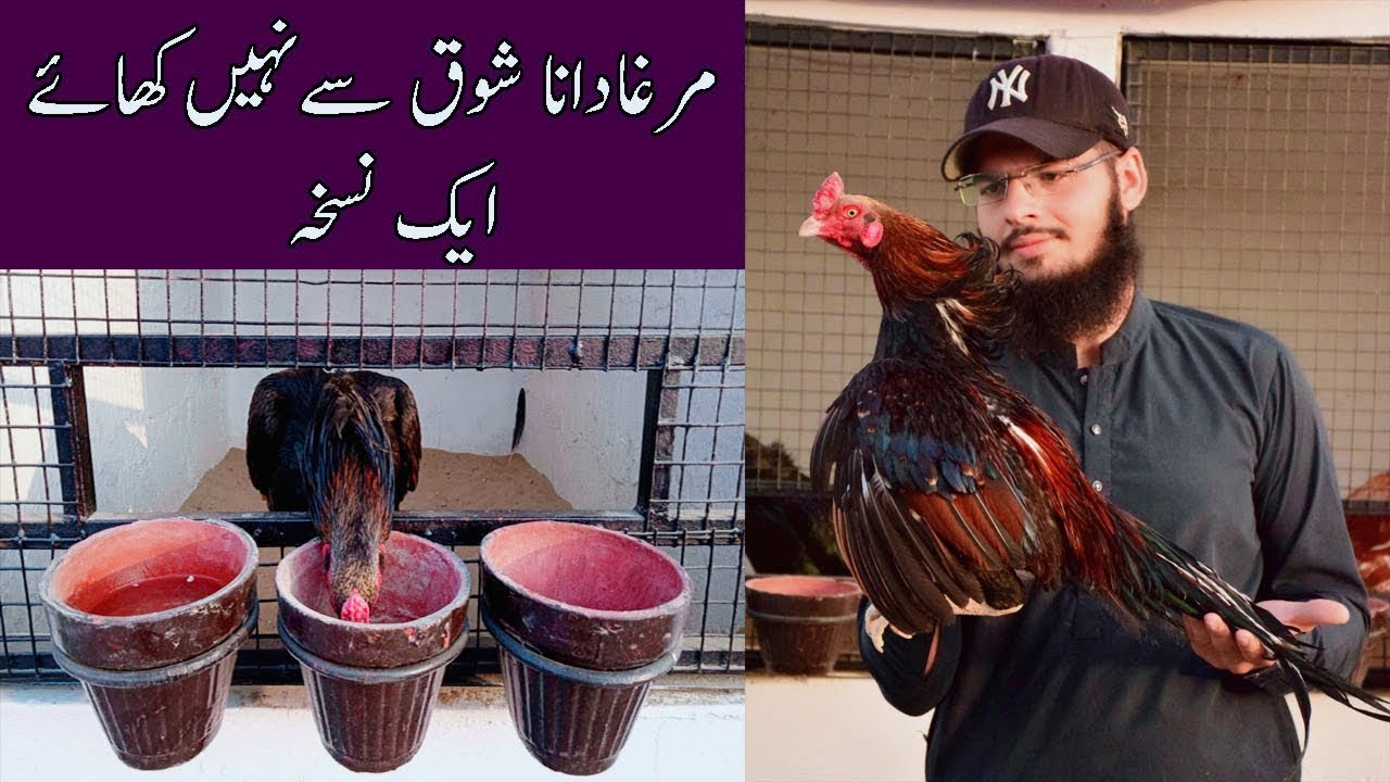 Murga Dana Shouq se Nahi khaye ?