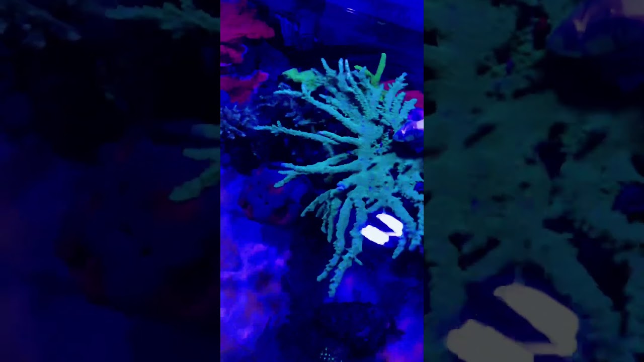 4 years growth on this Acropora is stunning. 