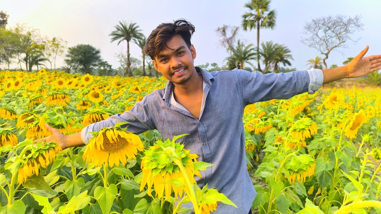 চলে আসলাম সূর্যমুখী ফুলের বাগানে 🌻😍| Sunflower Field In Bangladesh | Himel Mondal Official