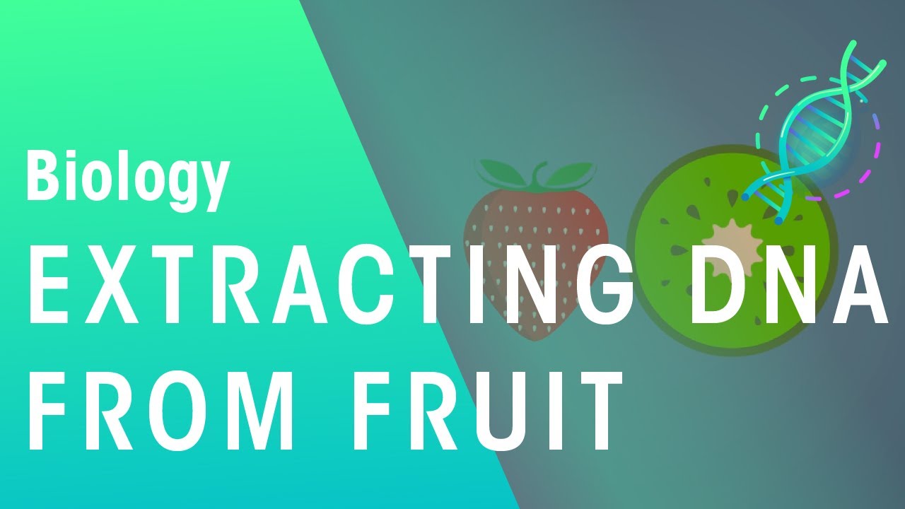 How DNA Can Be Extracted From Fruit | Genetics | Biology | FuseSchool