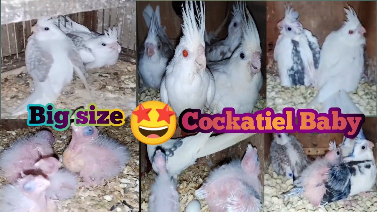 😍 Cockatiel k Har Box Main Bachy Aagy Han | Cockatiel Breeding progress @Havenbirds