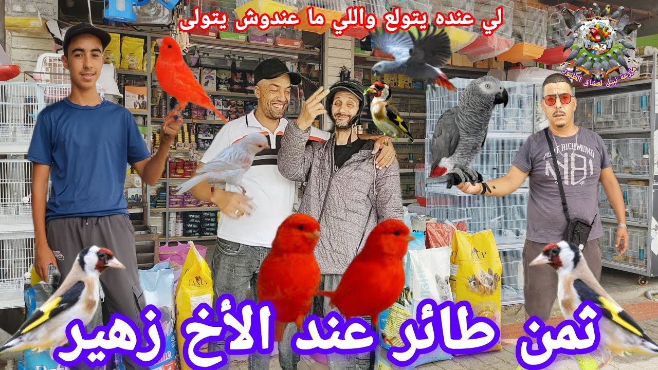 #طنجة عرض خاص عند الأخ زهير زيارة جديدة من الكناري الى #الحسون أثمنه طيور لا منازع ✌️✅
