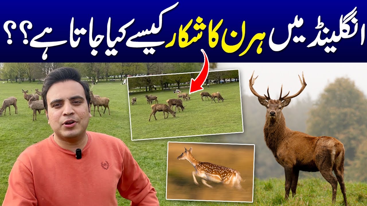 How To Hunt Deer In England UK | Deer Hunting In UK | Explore UK With Najam Bajwa