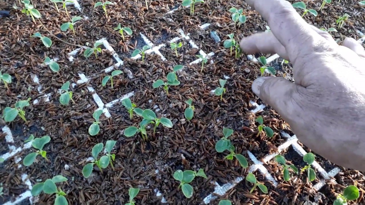 MAMÃO PAPAYA (( GERMINAÇÃO 🌱15 -20🌱 Dias - Fase 2))# MARANHÃO