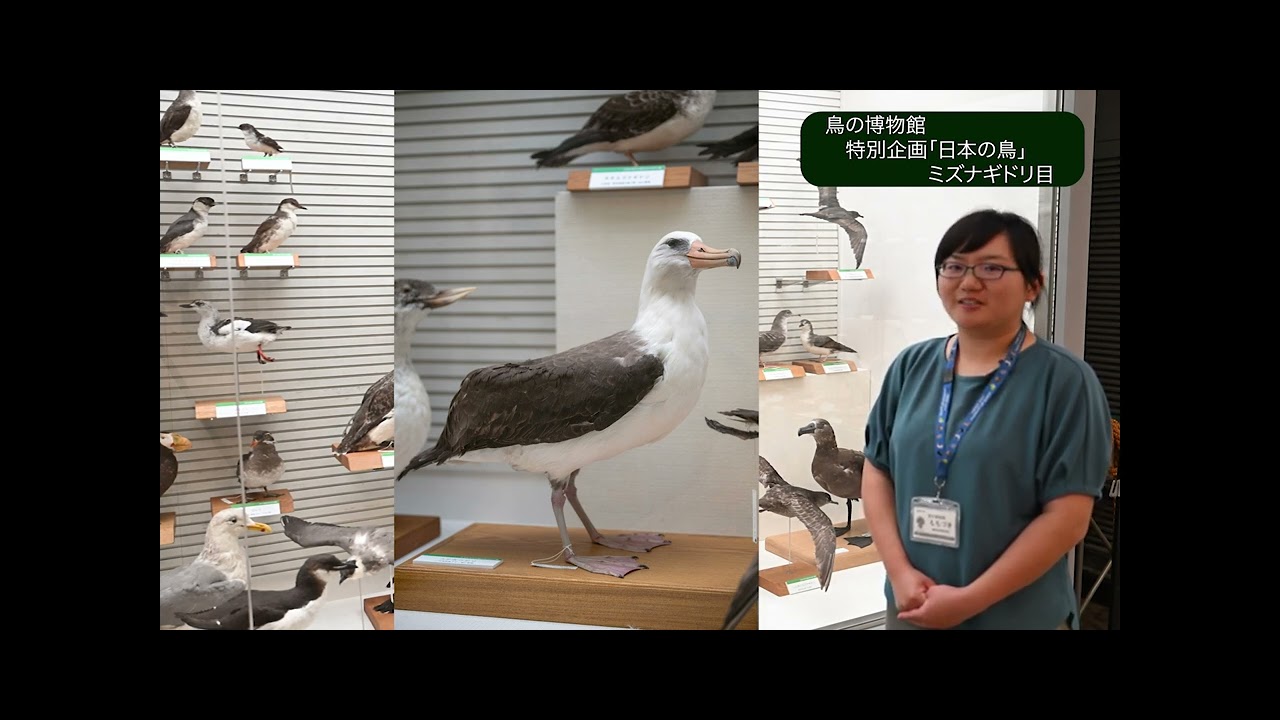 我孫子市鳥の博物館特別企画「日本の鳥」