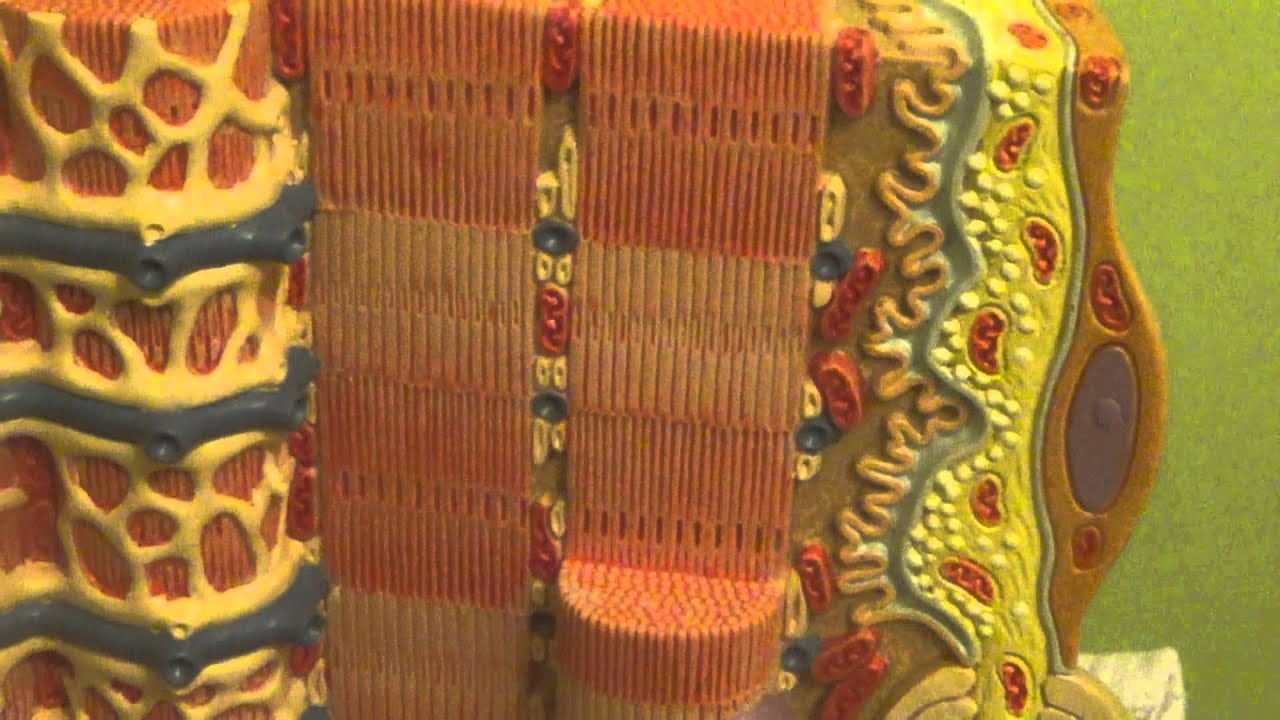 Muscle Model with Sarcoplasmic Reticulum