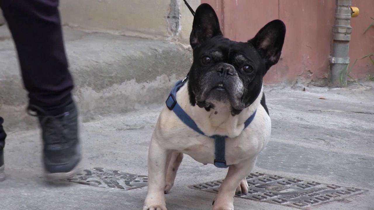 Coronavirus, a Firenze e Pisa i cani la fanno da padroni