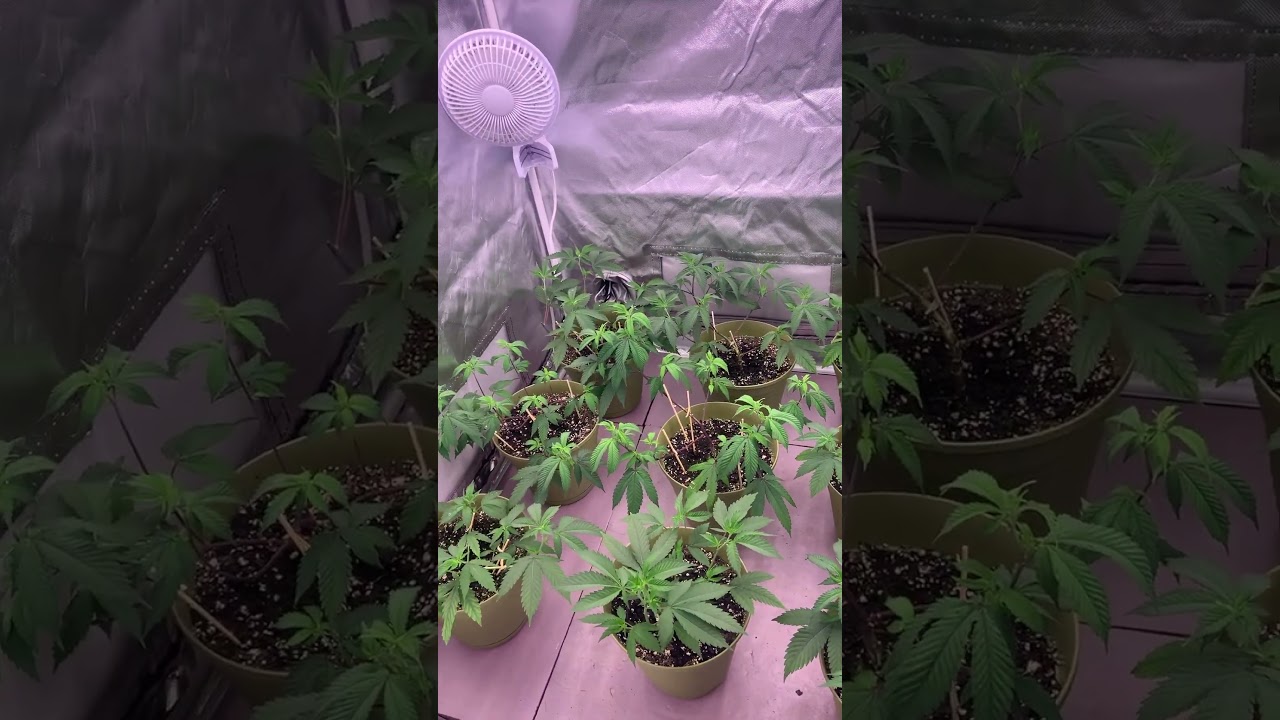 Time to start #budding #cycle #cannabiseducation #grow #garden #420 #plants #bluediesel #trending