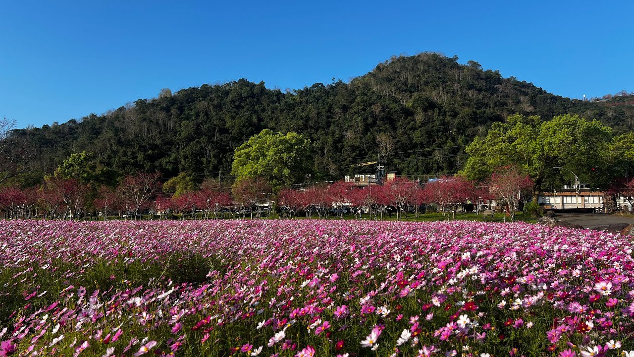 DJI NEOx 宜蘭大同鄉崙埤河濱公園櫻花林及波斯菊花海
