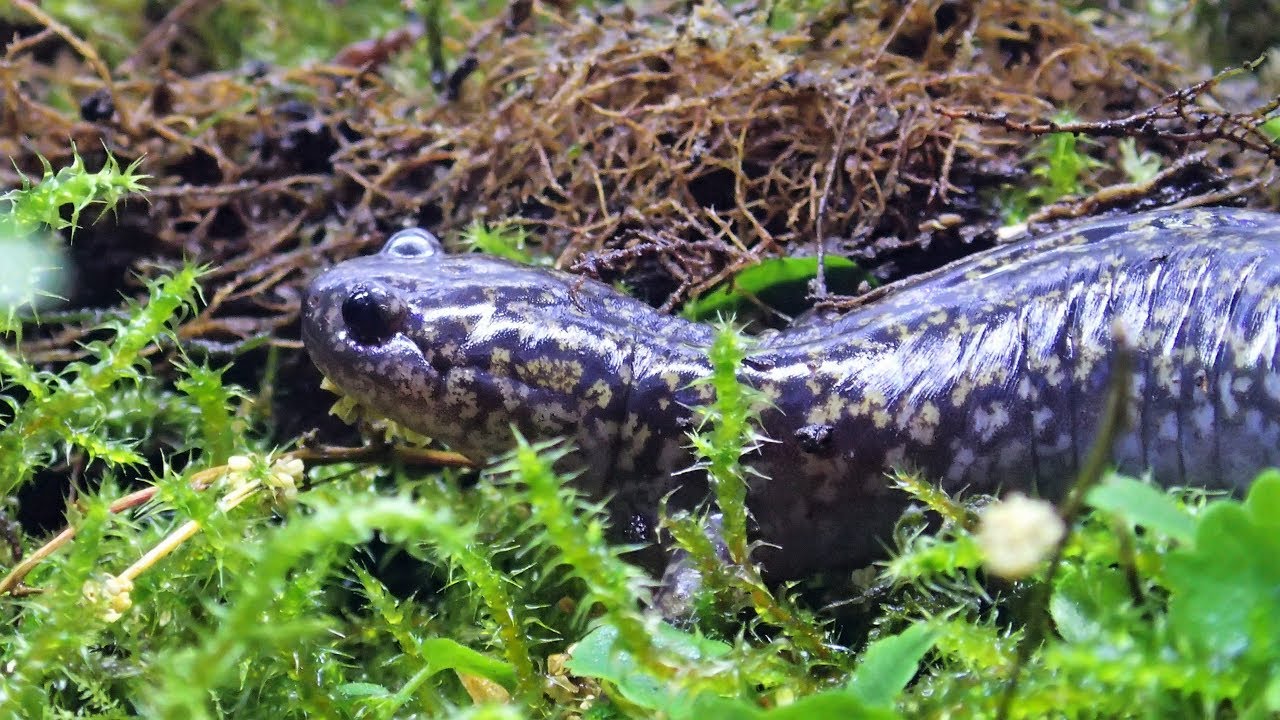 How to Build a Natural Amphibian Terrarium: New Hida Salamander Setup