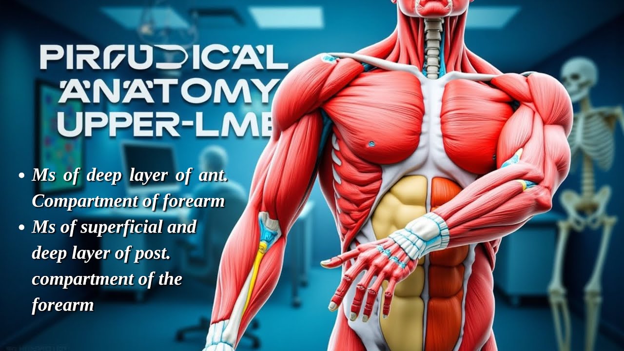 Anatomy Practical of MSK (upper limb part 6)