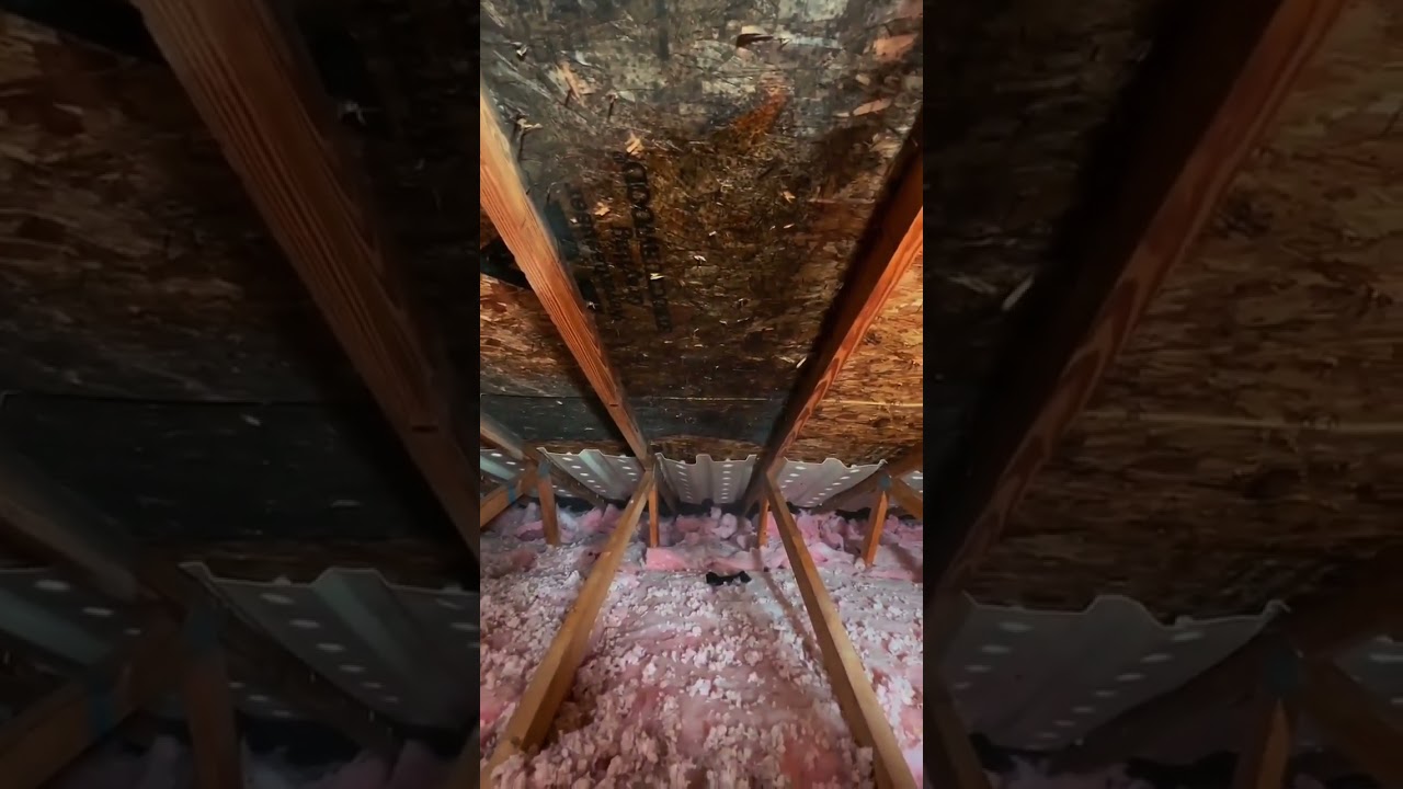MOLDY ATTIC- restoration?!