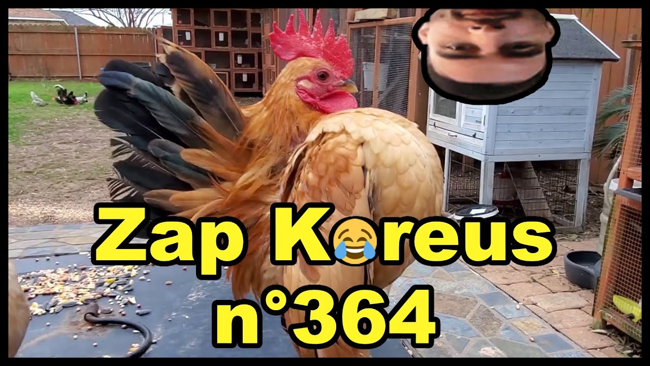 NymN reacts to "Zap Koreus n°364"