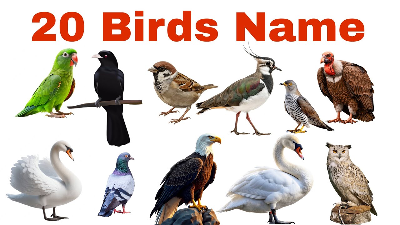 Learn 20 Bird Names for Kids with Pictures and Sound