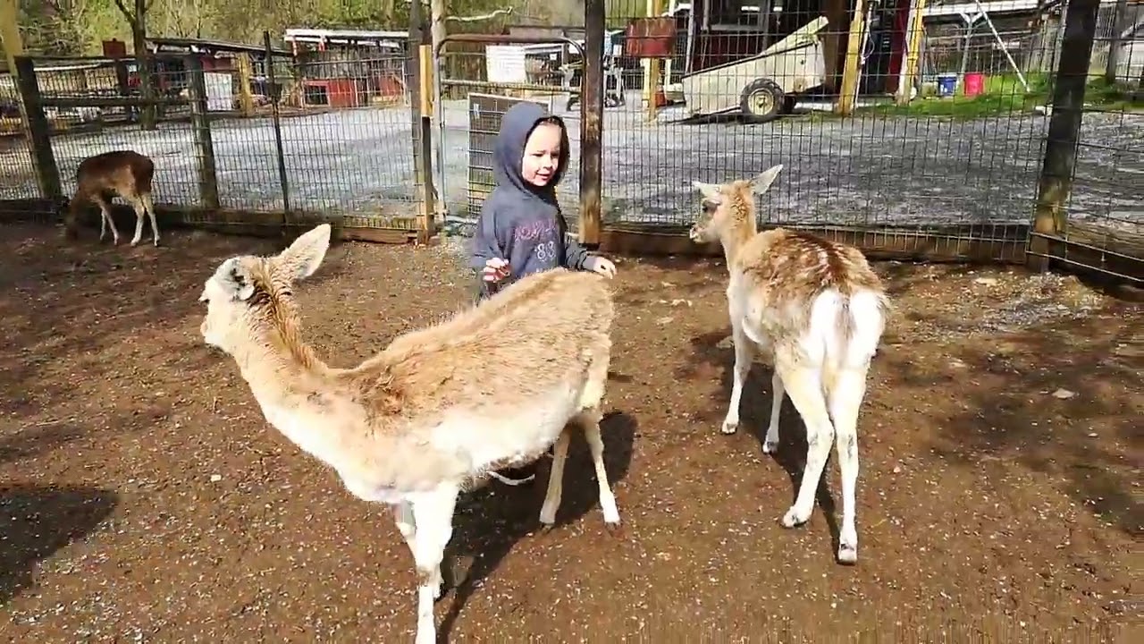 Olive deer 