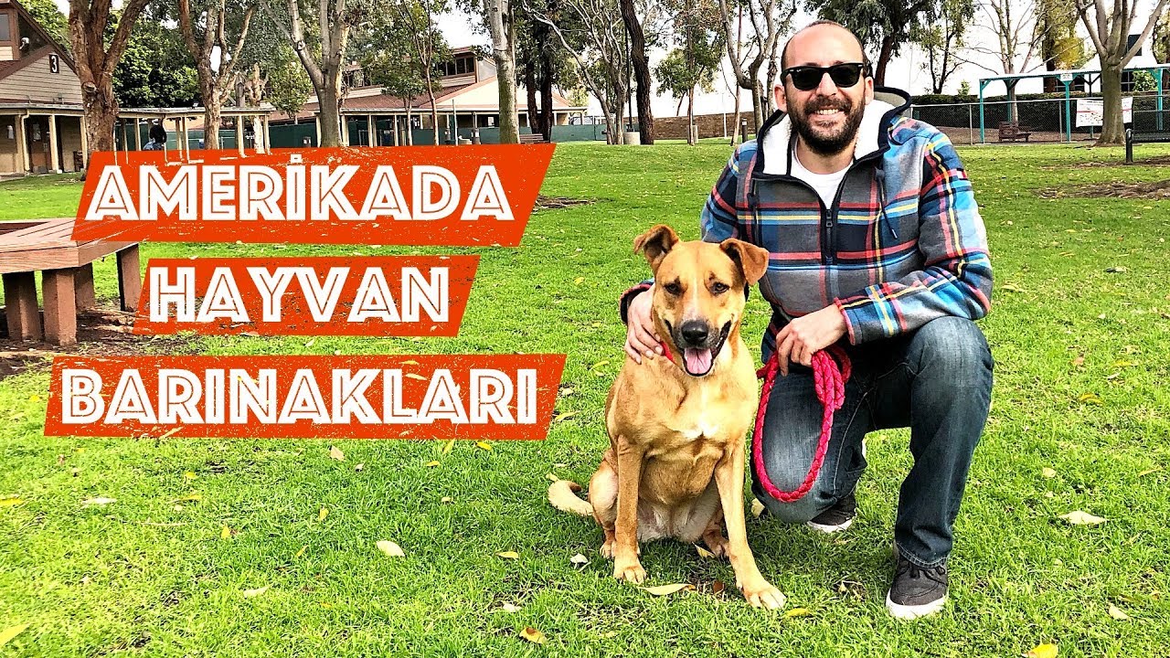 Amerika'da Hayvan Barınakları: Nasıl Hayvan Sahiplenilir? Pitbull Terrier, German Shepherd