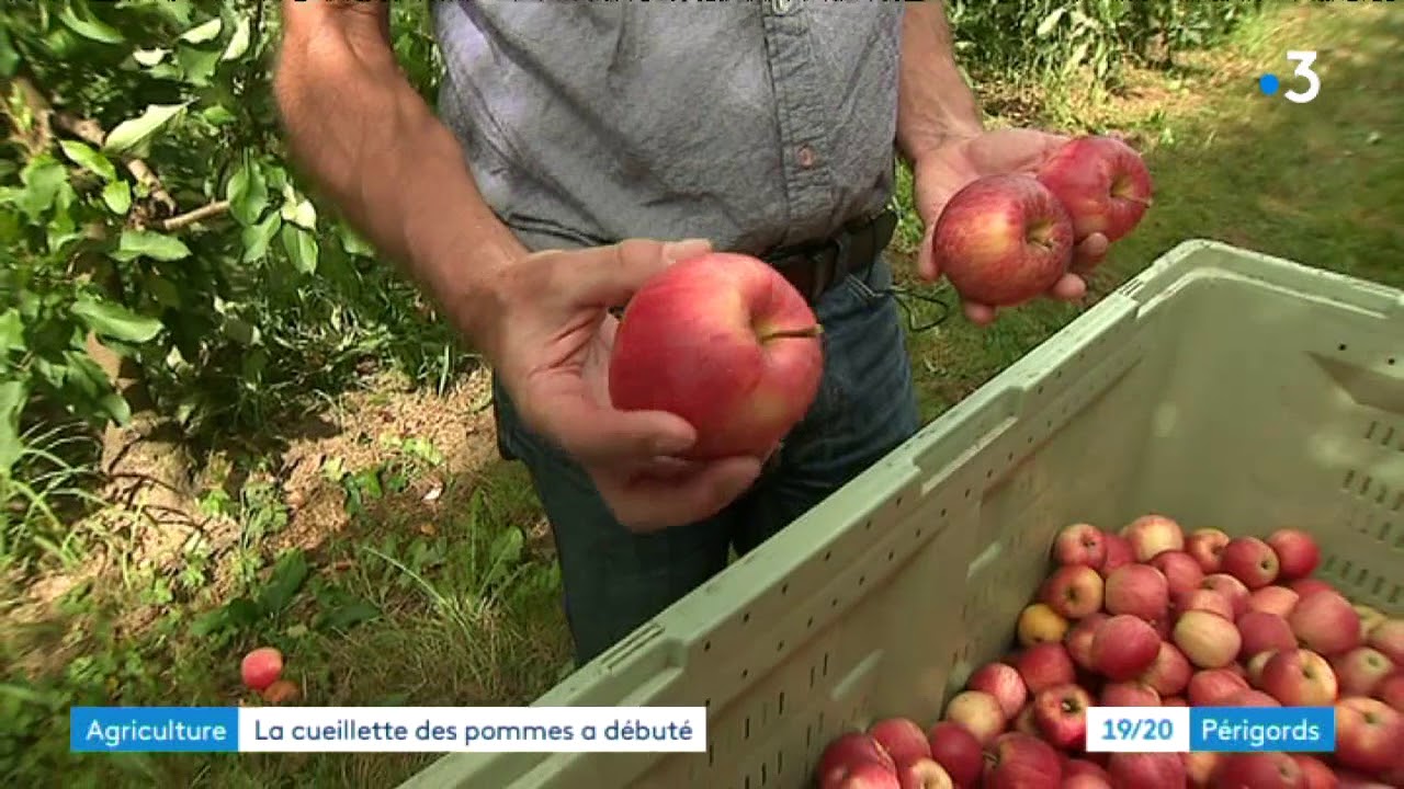 Les pommes du Périgord récoltées pour être expédiées dans le monde entier