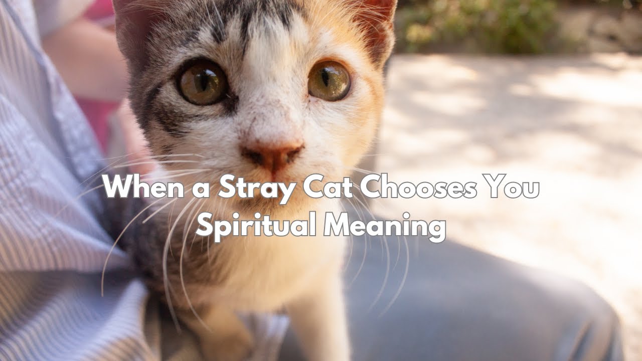 When a Stray Cat Chooses You Spiritual Meaning