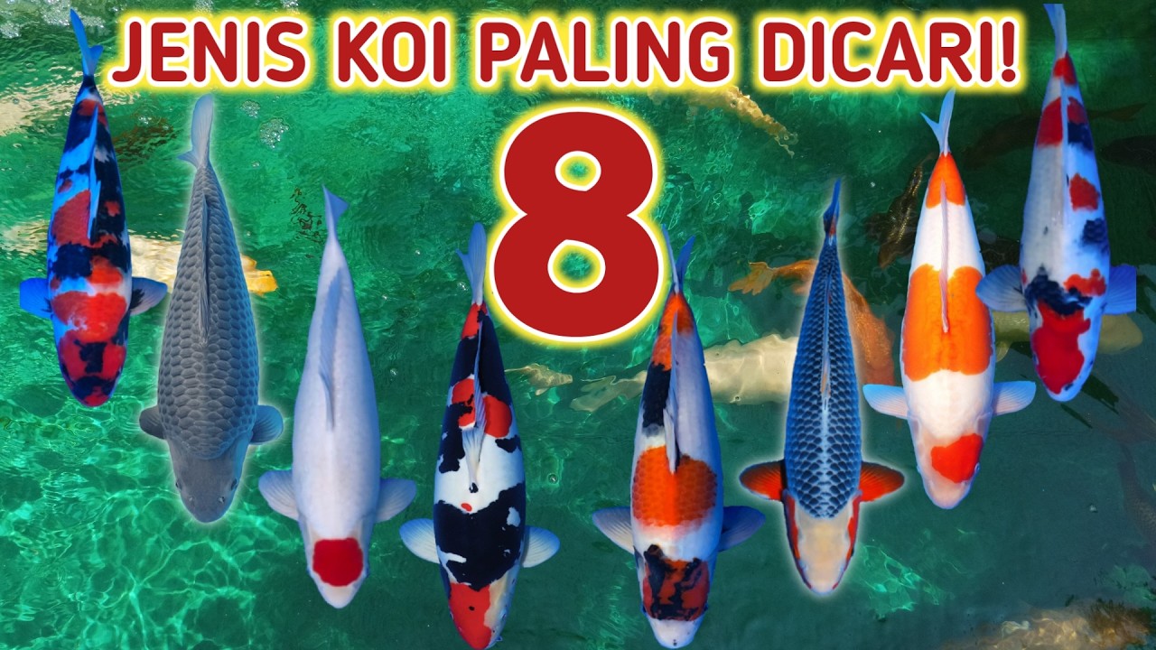 KOI TERMAHAL ADA DI SINI!! | Jenis ikan koi yang wajib ada kolam ikan | pecinta koi