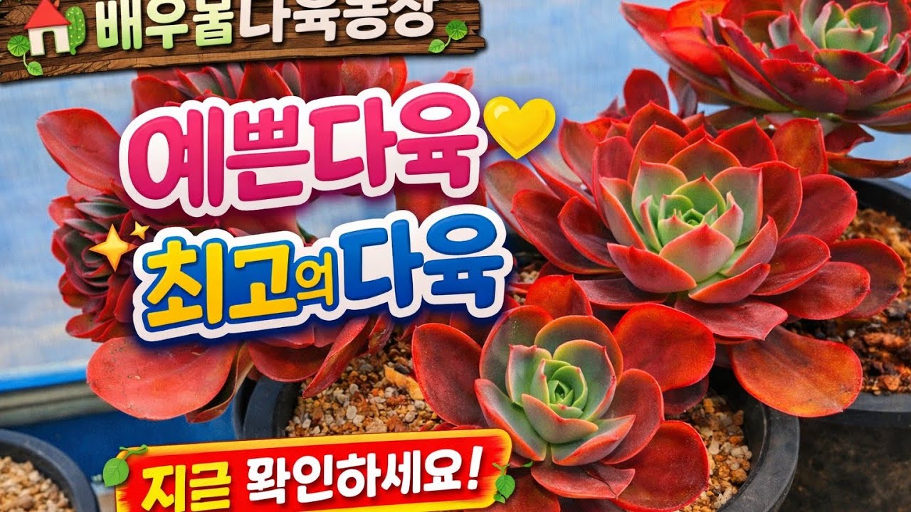 1/16)볼수록 예쁜다육  지금확인해보세요