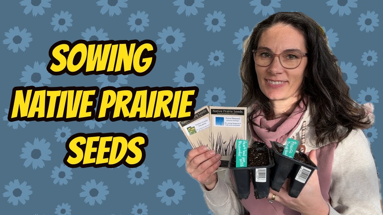 Growing Prairie Native Flowers & Living Prairie Museum