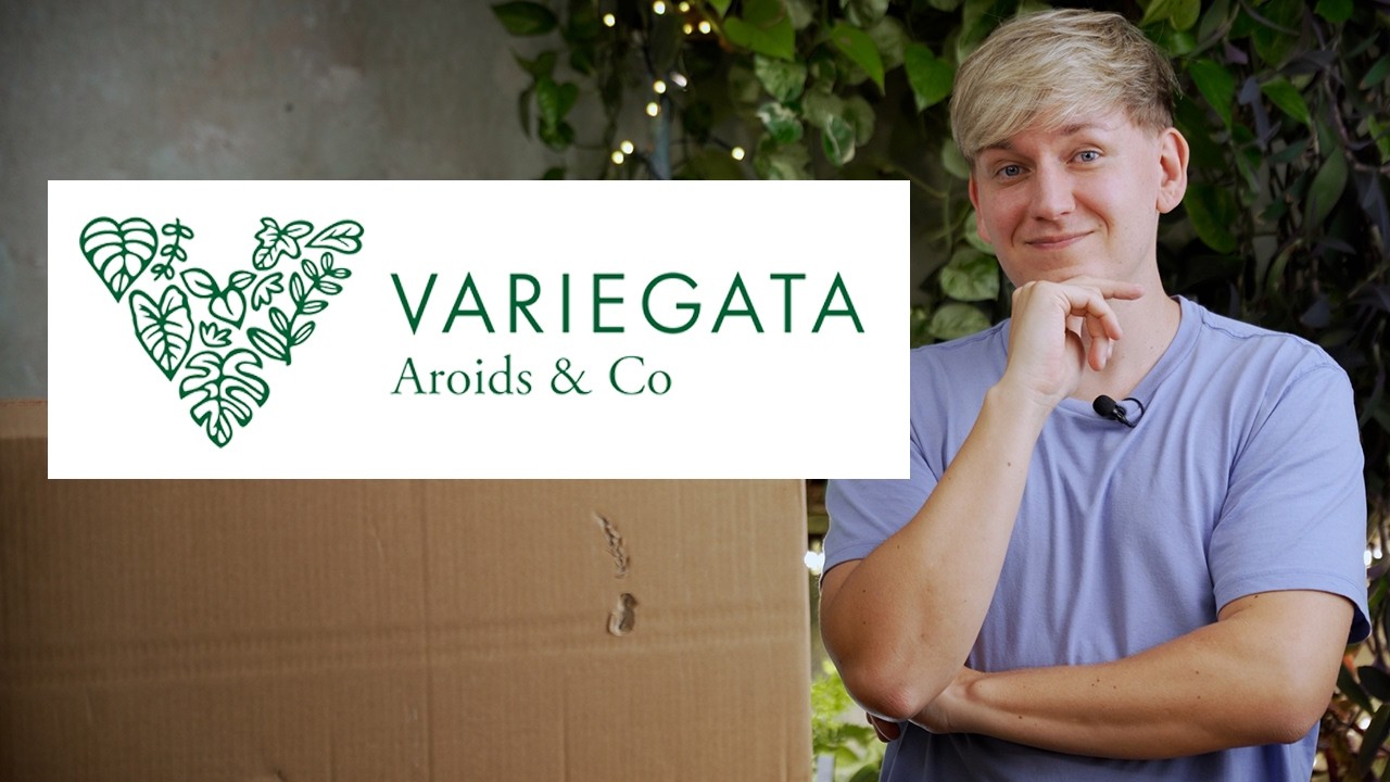 MEGA Variegata.de Unboxing 😱 DAS hätte ich in diesem Plant Haul NIE erwartet!